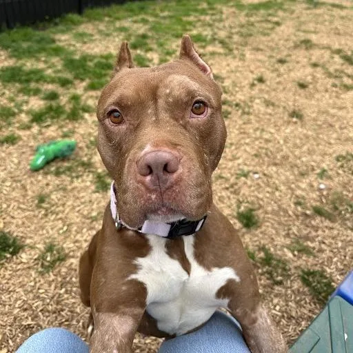 Balencie thumbnail 5