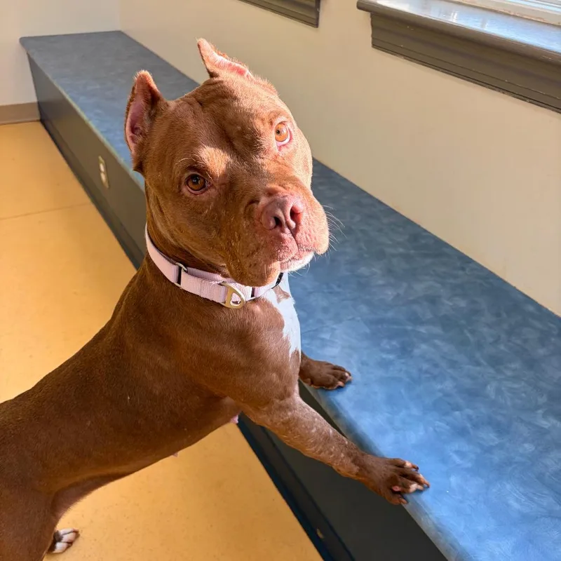 Balencie thumbnail 6