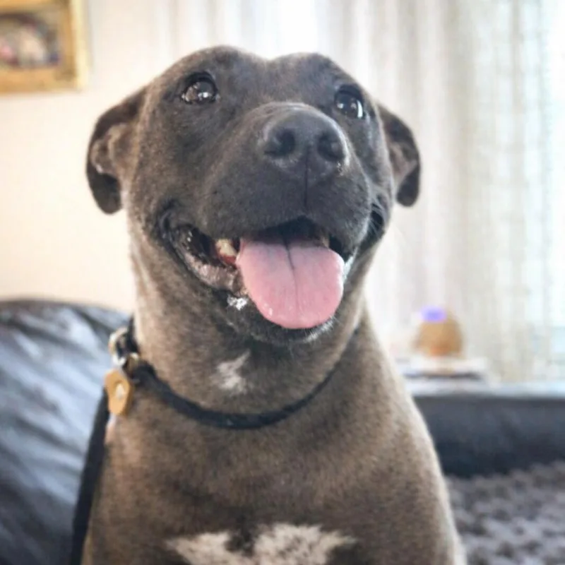 An adult medium-sized female Pit Bull Terrier dog named Daisy Pocket Pitty for adoption in Crown Point, IN