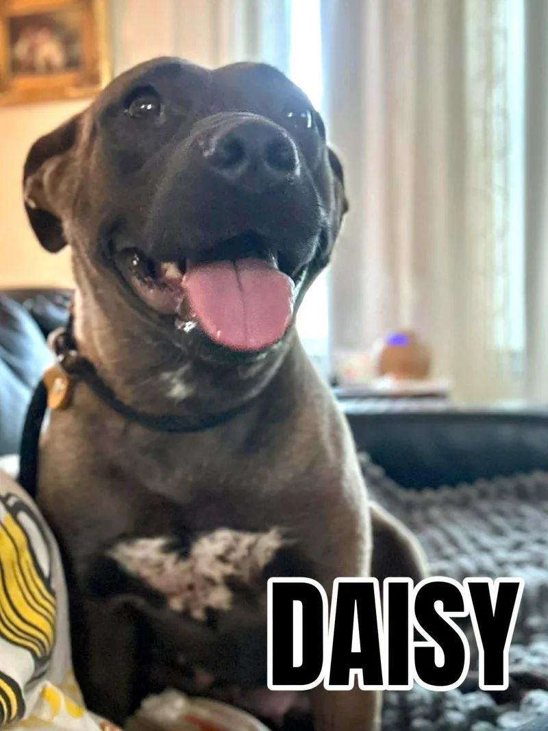 Daisy  Pocket Pitty thumbnail 3