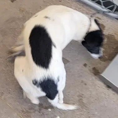A baby medium-sized female White / Cream Mixed Breed dog named Sweetie for adoption in Las Cruces, NM