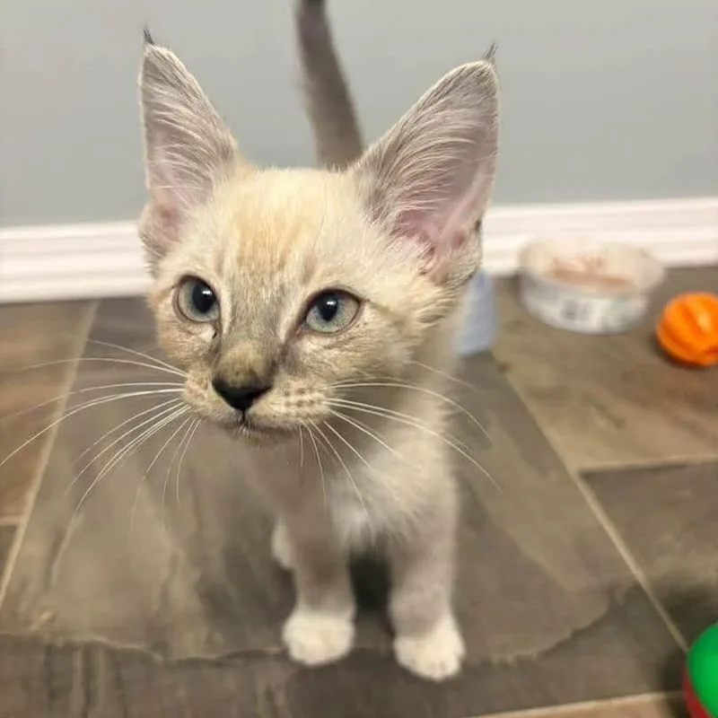 A baby small-sized male White Domestic Medium Hair cat named Lawrence for adoption in Wichita, KS