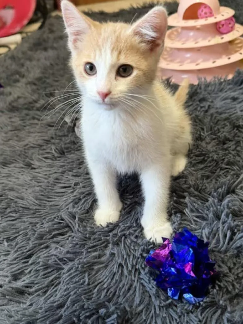 A baby medium-sized male Buff & White Domestic Short Hair cat named Baby Valentino for adoption in Albertville, MN