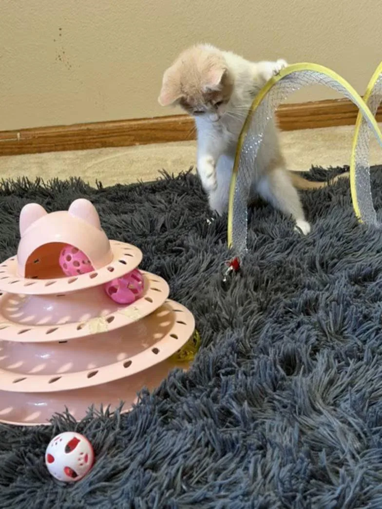Baby Valentino thumbnail 4