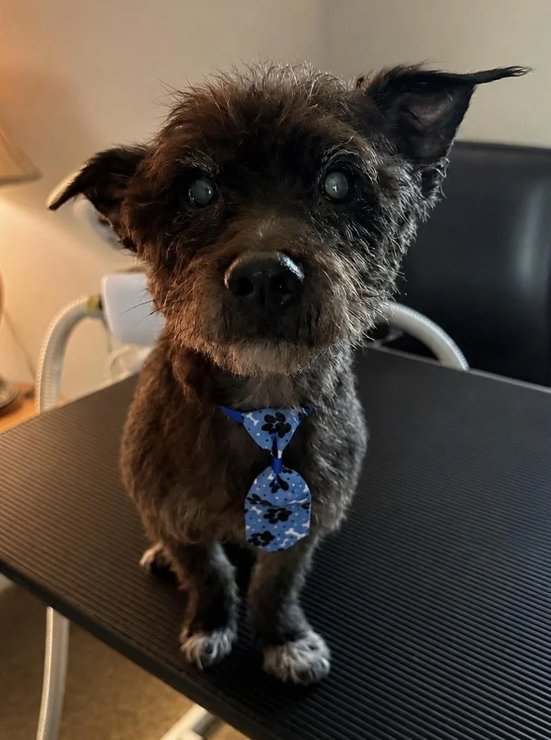 A senior small-sized male Terrier dog named Henry for adoption in GREENVILLE, NC