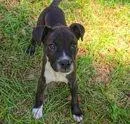 A baby large-sized female Boxer dog named Cosmo for adoption in Morton Grove, IL