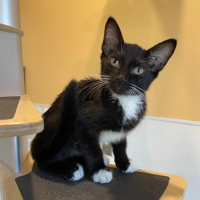 A baby small-sized male Domestic Short Hair cat named Frogger for adoption in Washington Township, OH