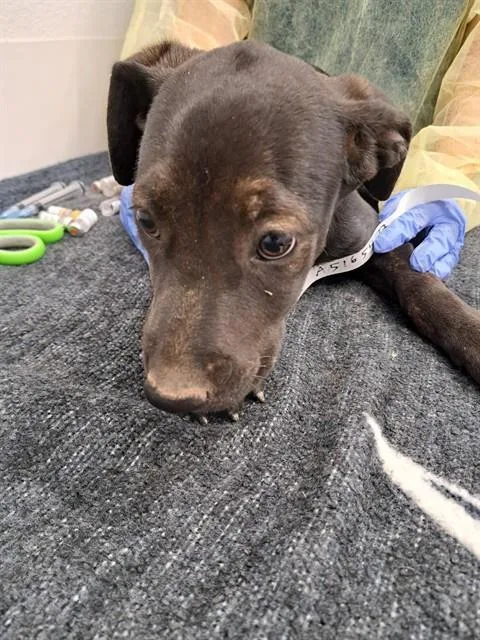 A baby medium-sized female Labrador Retriever dog named Halley for adoption in Mesa, AZ