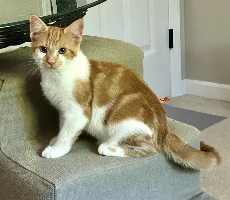 A baby small-sized male Orange & White Domestic Short Hair cat named Koi for adoption in Greensboro, NC