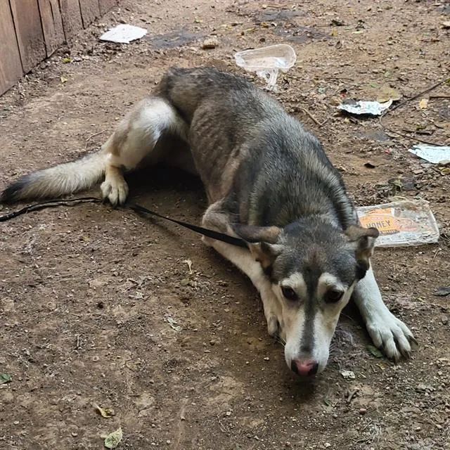 A young large-sized female Husky dog named Zaza for adoption in San Antonio, TX