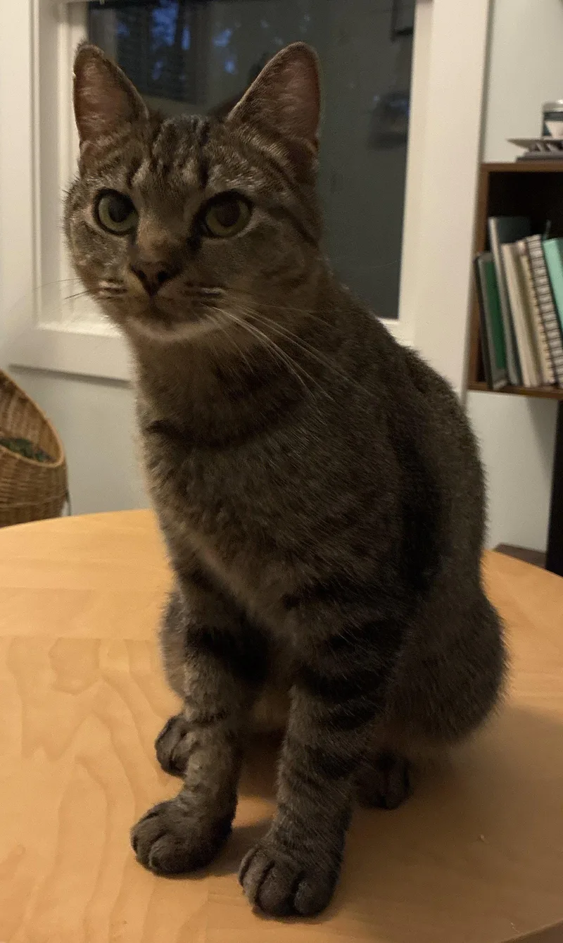 A young small-sized female Domestic Short Hair cat named Ziggy Courtesy Listing for adoption in Cookeville, TN