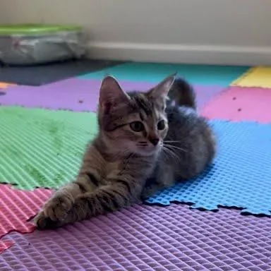A baby small-sized female Gray / Blue / Silver Domestic Short Hair cat named Intrepid for adoption in Winston Salem, NC
