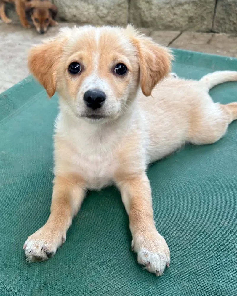 A baby small-sized male Chihuahua dog named Robbie for adoption in Corona, CA