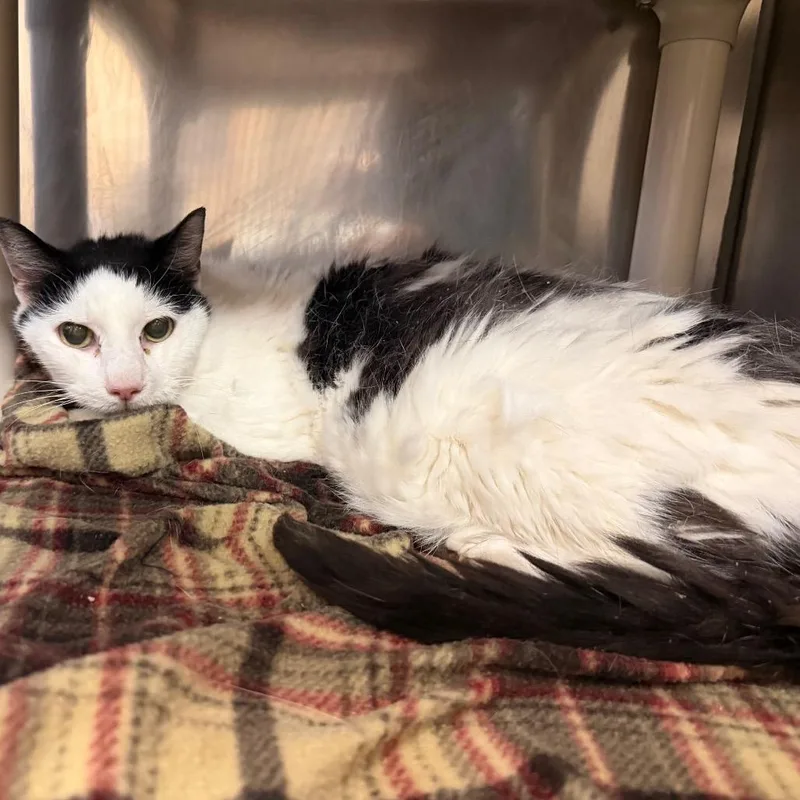 An adult medium-sized male White Domestic Medium Hair cat named MONTStray for adoption in Perkiomenville, PA