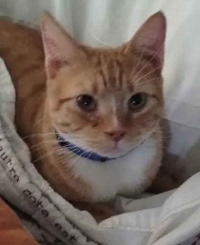 Burnie  Petsmart Plantation