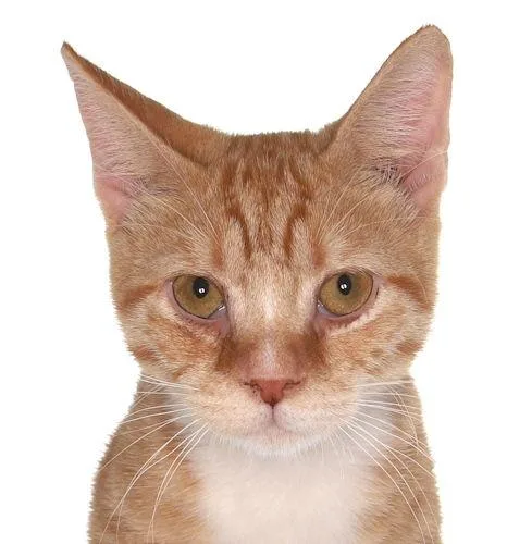 Burnie  Petsmart Plantation thumbnail 3