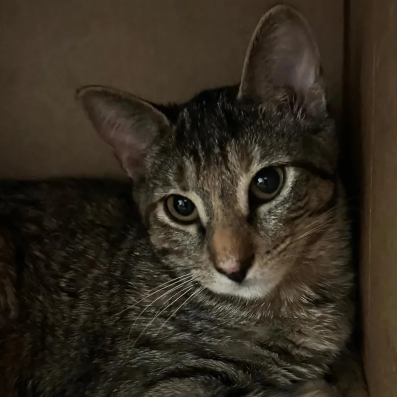A baby small-sized female Brown / Chocolate Domestic Short Hair cat named Nala for adoption in Wheeling, IL