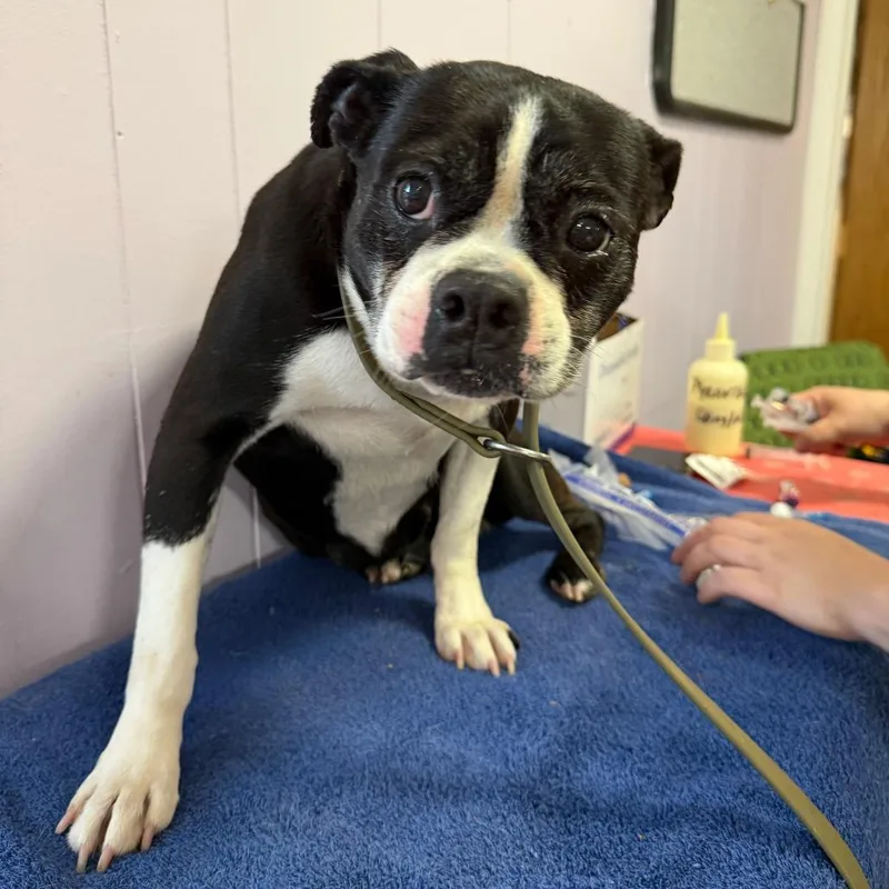 A senior small-sized female Black Boston Terrier dog named Mya for adoption in Madison, WI