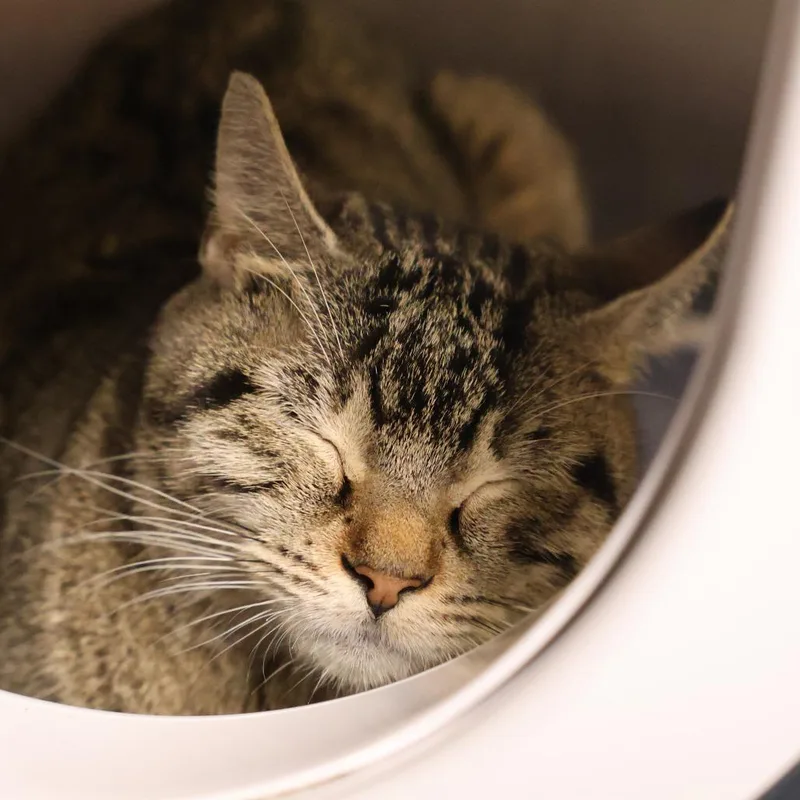 Nala bonded to Peppa thumbnail 2
