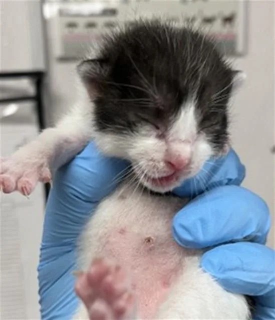 A baby small-sized male Domestic Short Hair cat named Edward for adoption in San Bernardino, CA