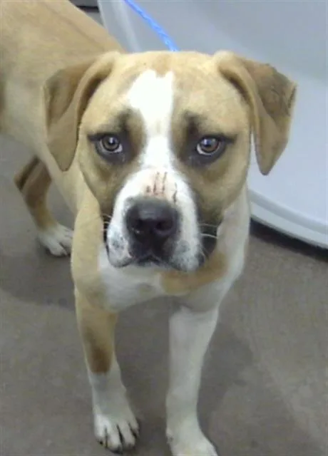 A young medium-sized female Mixed Breed dog named Blondie for adoption in Dallas, TX