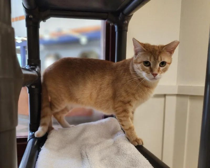 A young small-sized female Tabby (Orange / Red) Domestic Short Hair cat named Cerenia for adoption in Raleigh, NC