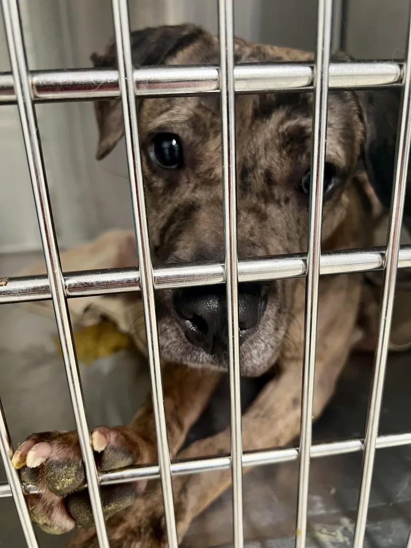 An adult medium-sized female Cattle Dog dog named Peach for adoption in Atlanta, GA