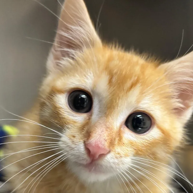 A baby small-sized male Orange / Red Domestic Short Hair cat named Starlight for adoption in Birmingham, AL