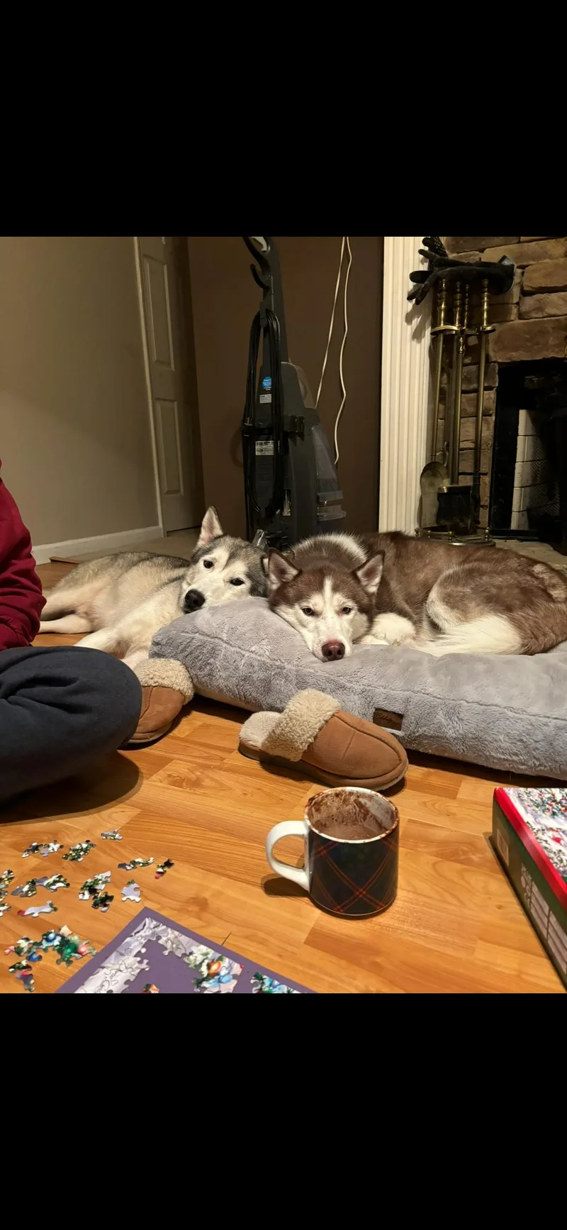 An adult medium-sized male Husky dog named Koda & Togo A for adoption in Sumter, SC