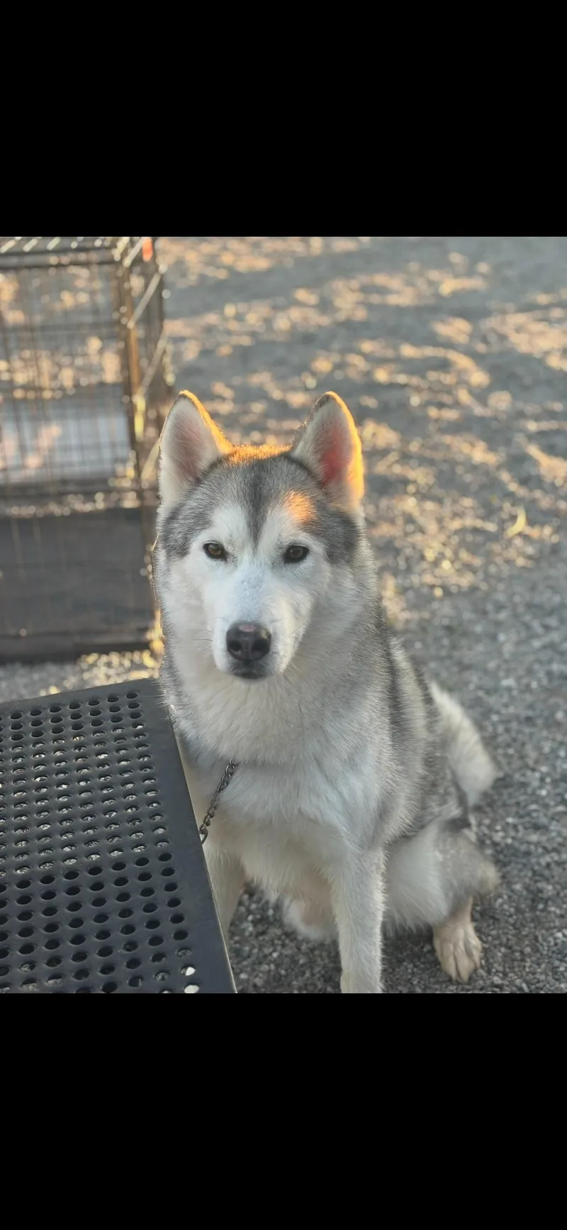 Koda & Togo A thumbnail 2