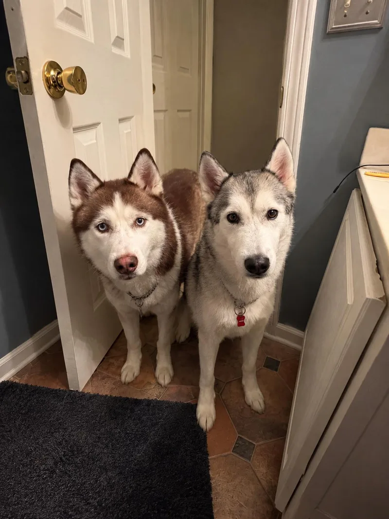 Koda & Togo A thumbnail 3