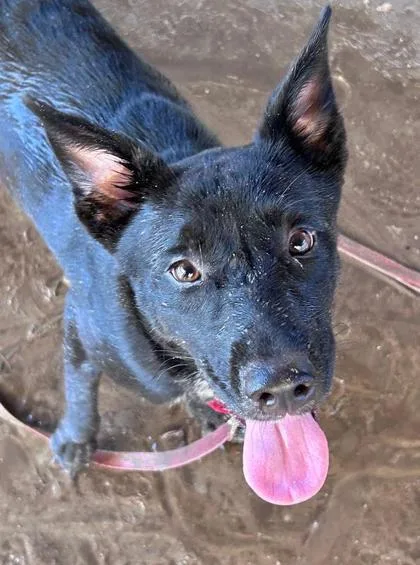 A young medium-sized female Mixed Breed dog named Mary Kate for adoption in Savannah, GA