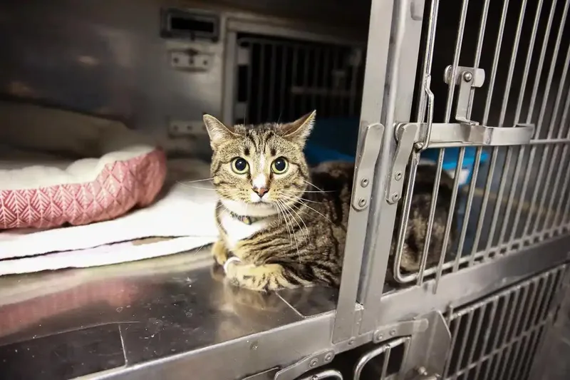 A young medium-sized female Tabby (Buff / Tan / Fawn) Domestic Short Hair cat named Kuza for adoption in Loogootee, IN
