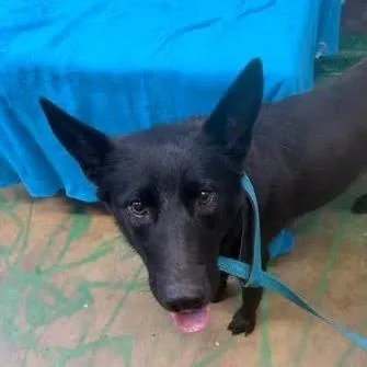An adult medium-sized female Black German Shepherd Dog dog named Leah for adoption in Hattiesburg, MS