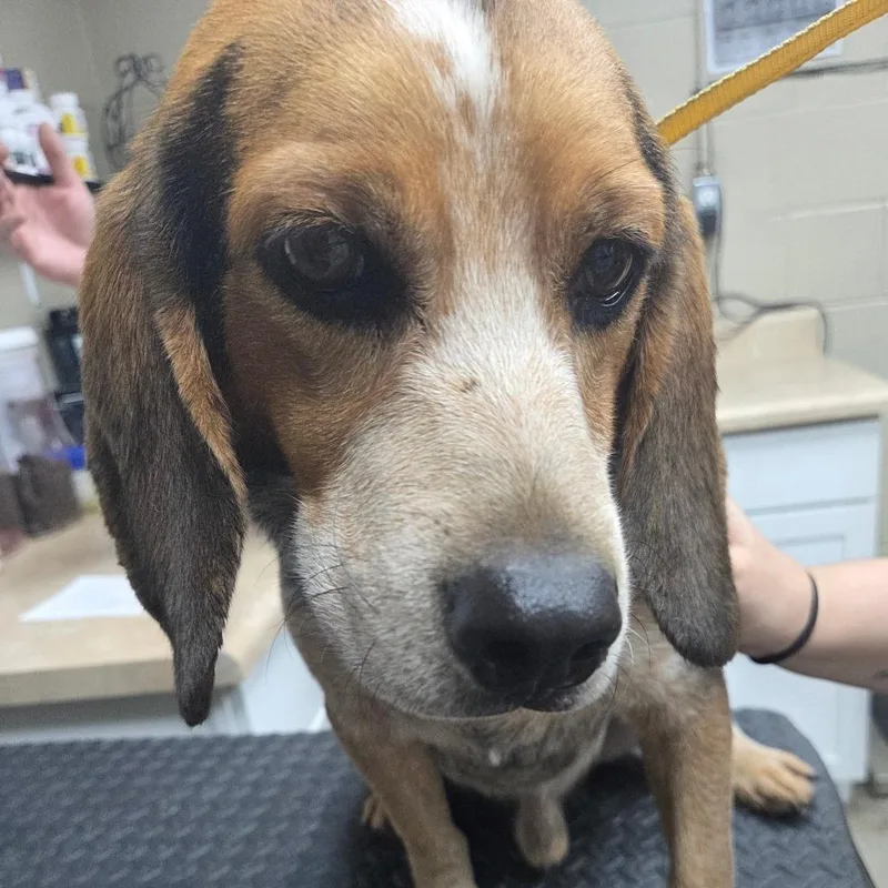 An adult medium-sized male Black Beagle dog named Rusty for adoption in Madisonville, KY
