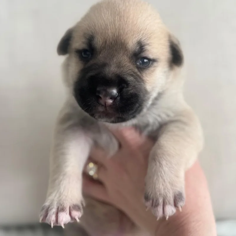 Danny Doughvito thumbnail 2