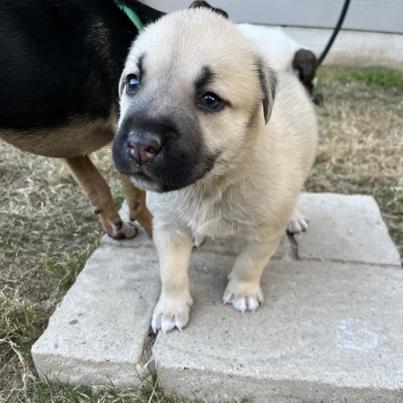 Danny Doughvito thumbnail 3