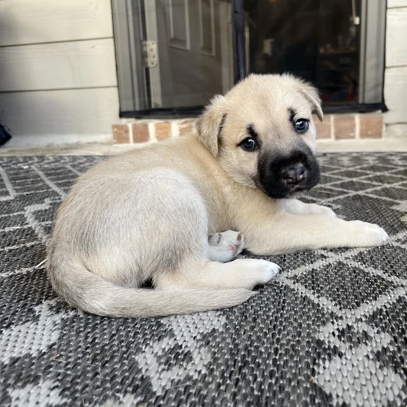 Danny Doughvito thumbnail 4