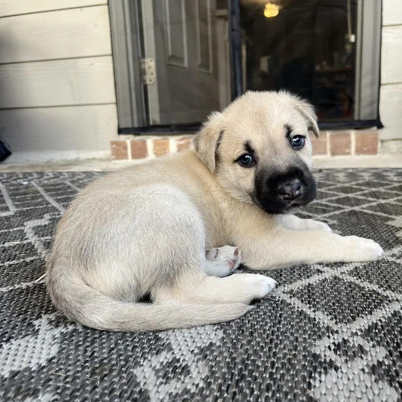 Danny Doughvito thumbnail 5