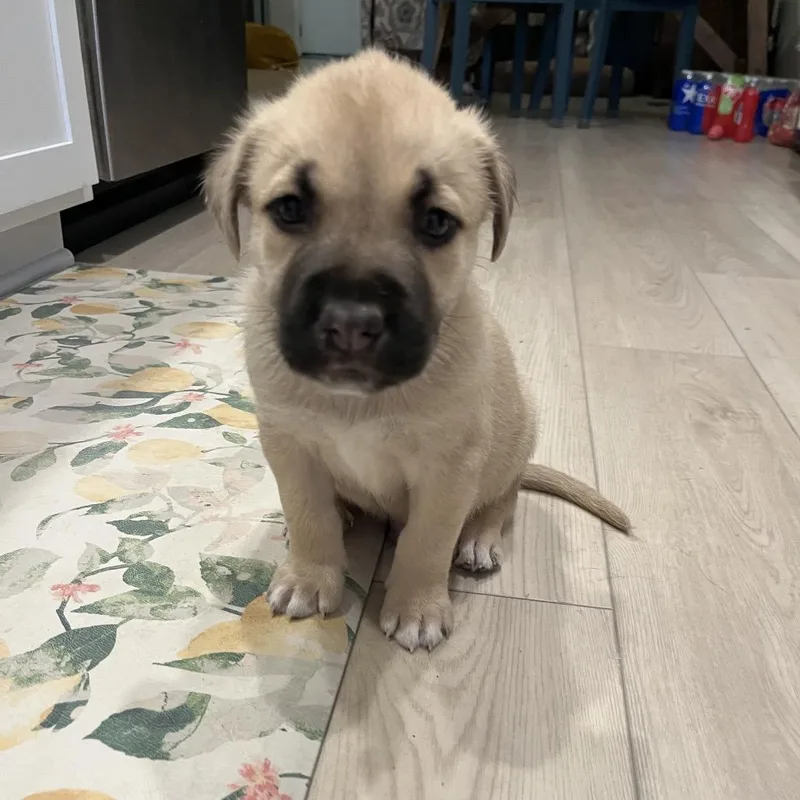 Danny Doughvito thumbnail 6