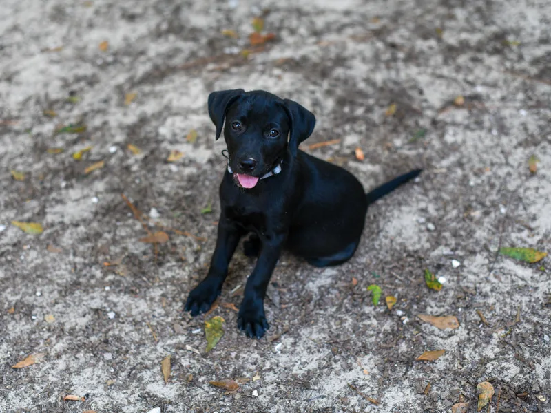 A baby medium-sized female Black Mixed Breed dog named Cassy for adoption in BONIFAY, FL