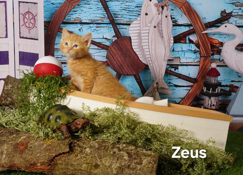 A baby medium-sized male Orange / Red Domestic Short Hair cat named Zeus for adoption in Waterloo, IA