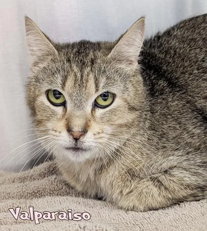 An adult medium-sized female Domestic Short Hair cat named Valparaiso for adoption in Mason, MI