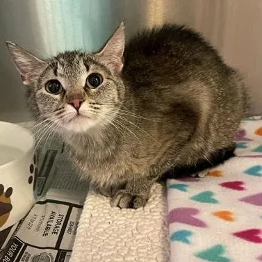 A young medium-sized female Tabby (Brown / Chocolate) Domestic Short Hair cat named Ellie for adoption in Rochester, MN