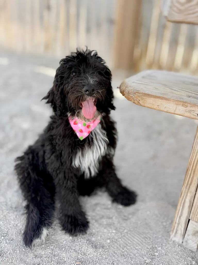 A baby small-sized female Poodle dog named Penelope for adoption in Muskegon, MI