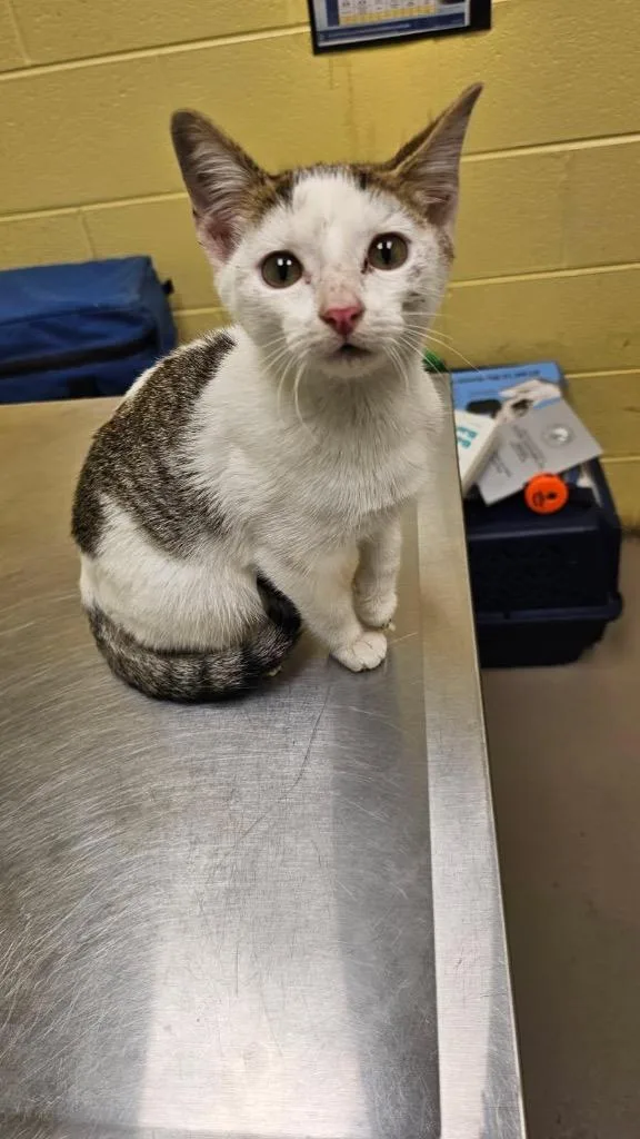 A baby small-sized male Domestic Short Hair cat named Semie for adoption in Crossville, TN