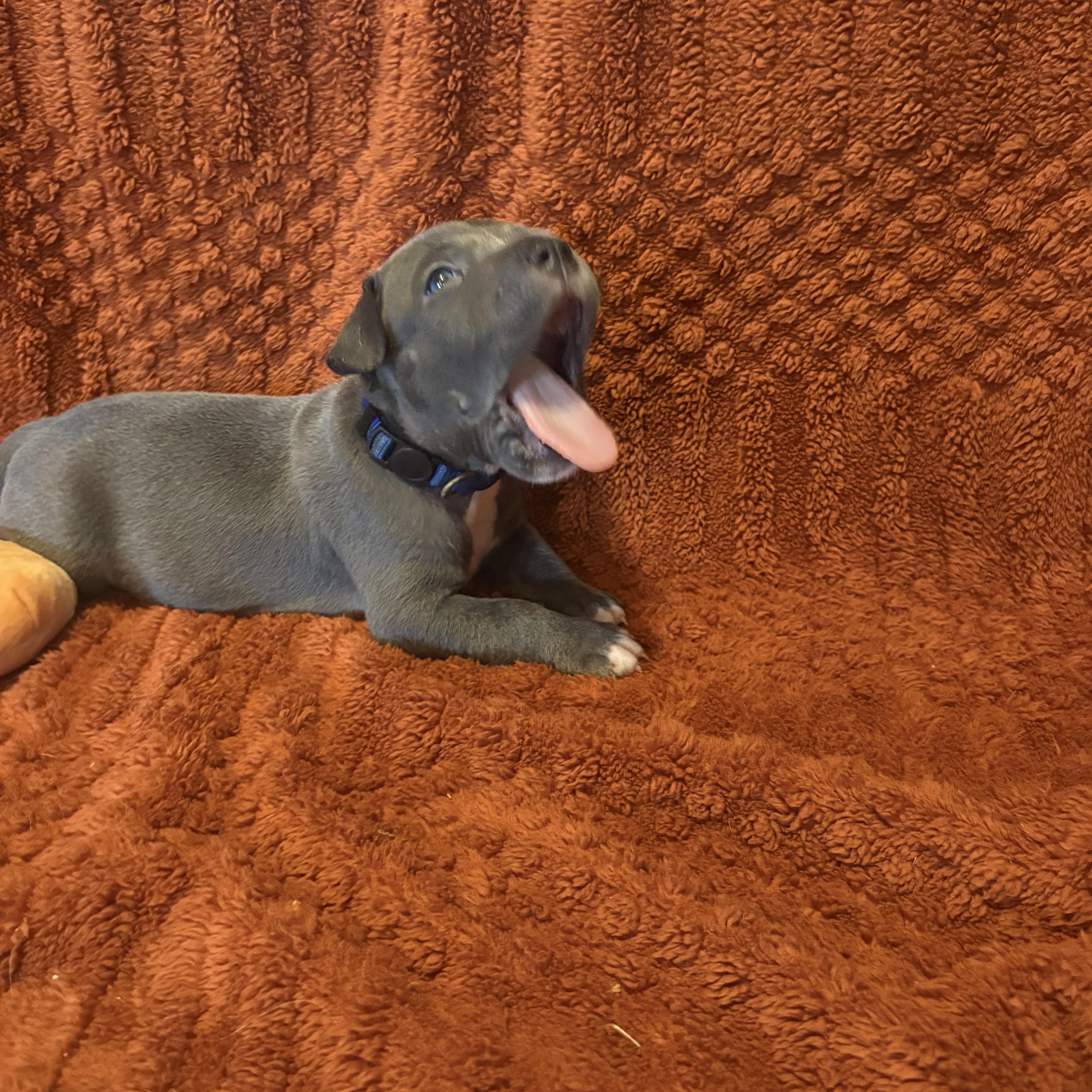 A baby medium-sized male Pit Bull Terrier dog named Cider for adoption in Carmel, NY