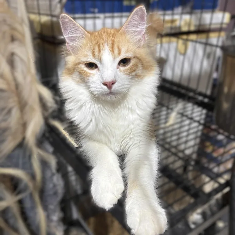 A baby medium-sized male Domestic Medium Hair cat named Garfield for adoption in Caldwell, TX
