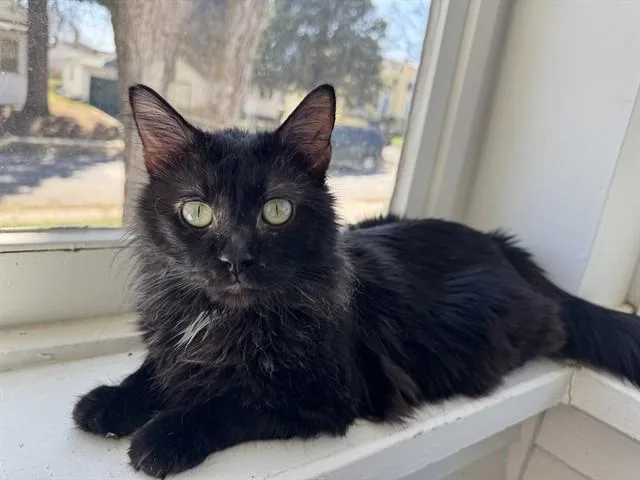 An adult small-sized male Domestic Short Hair cat named Shadow for adoption in Omaha, NE