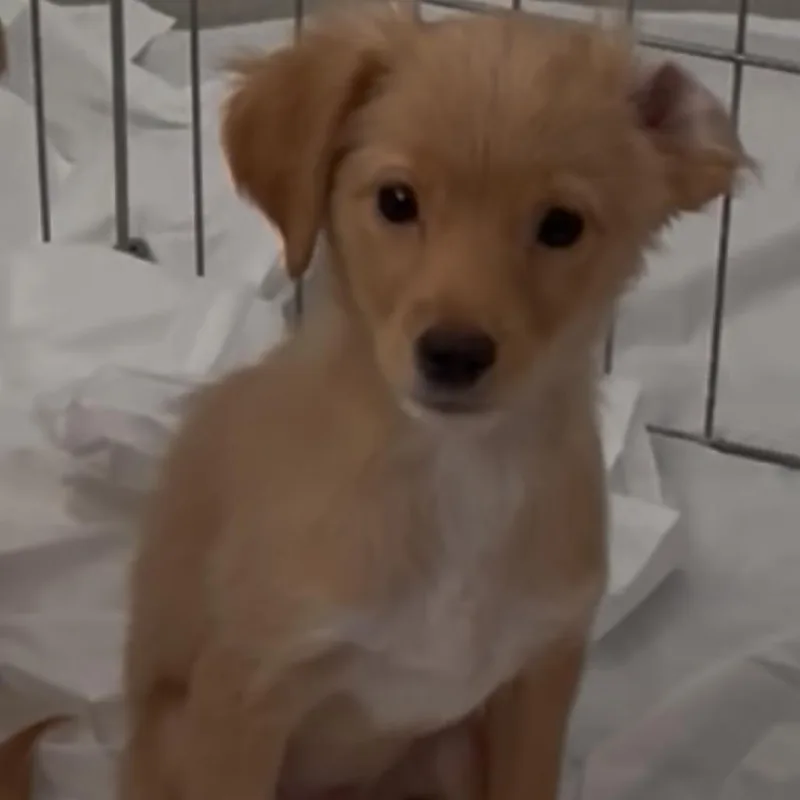 A baby small-sized male Yellow / Tan / Blond / Fawn Chihuahua dog named Shaggy for adoption in Las Vegas, NV